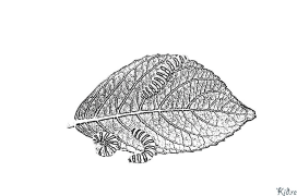 දළඹුවන් මුද්‍රණය කළ හැකි වර්ණ පිටු